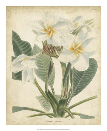 Framed Tropical Floral II Print