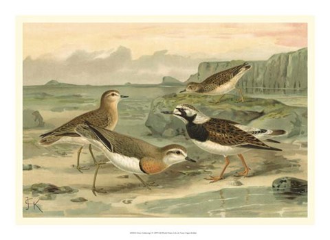 Framed Shore Gathering I Print