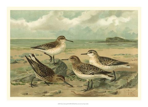 Framed Shore Gathering III Print