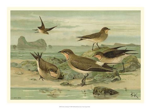 Framed Shore Gathering V Print