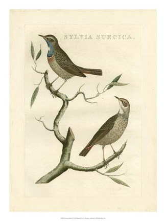 Framed Nozeman Birds II Print