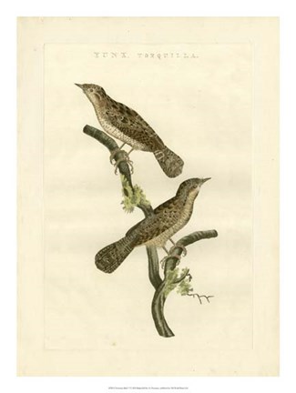 Framed Nozeman Birds V Print