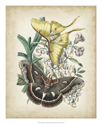 Framed Fanciful Flight I Print