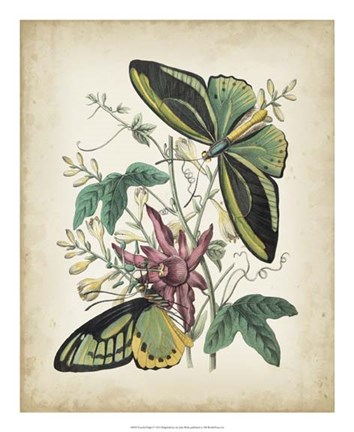 Framed Fanciful Flight II Print