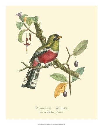 Framed Nature Jardin I Print