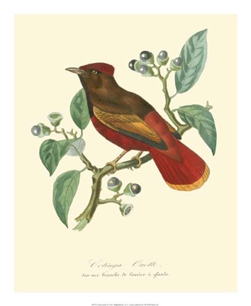 Framed Nature Jardin II Print