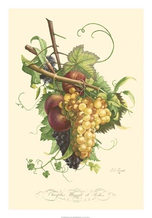 Framed Plentiful Fruits II Print