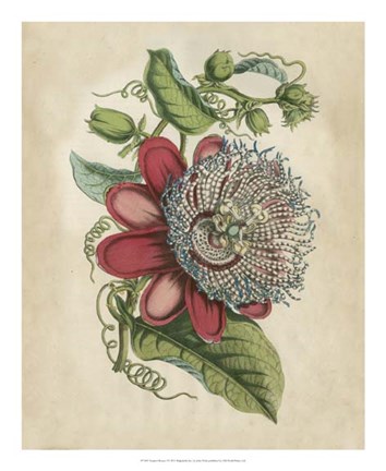 Framed Tropical Beauty I Print