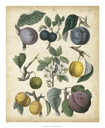 Framed Calwer Plums Print