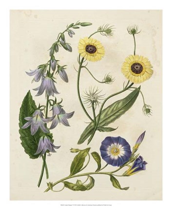 Framed Garden Pairings V Print