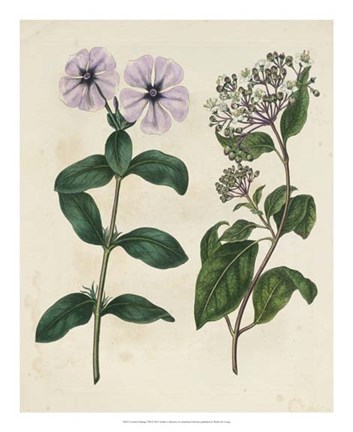 Framed Garden Pairings VIII Print