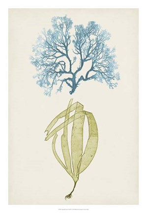 Framed Aqua &amp; Citron Coral IV Print