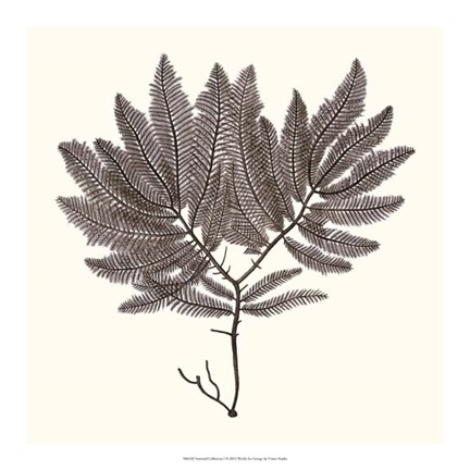 Framed Seaweed Collection I Print