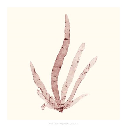 Framed Seaweed Collection VI Print