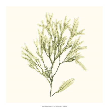Framed Seaweed Collection VII Print