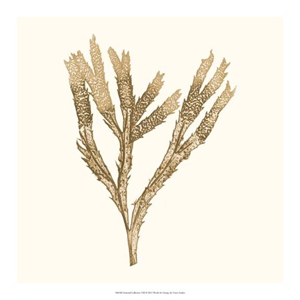 Framed Seaweed Collection VIII Print