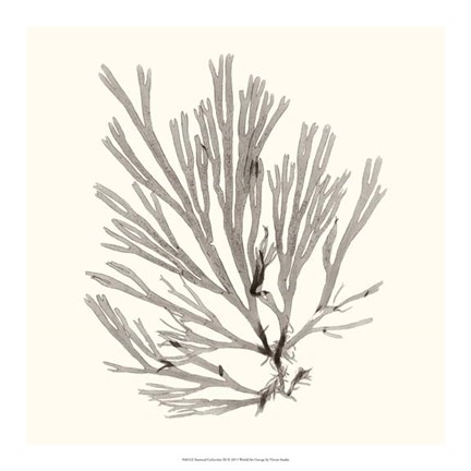 Framed Seaweed Collection IX Print