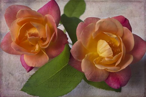 Framed Two Roses Print