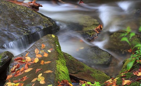 Framed Leaves On Rocks Print