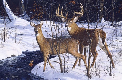 Framed Zone 2 Whitetails Print