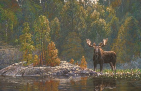 Framed North Country Moose Print