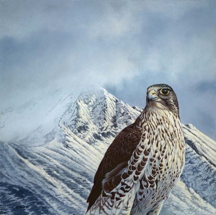 Framed Gyr Falcon Print