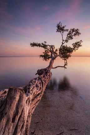 Framed Water Tree IV Print