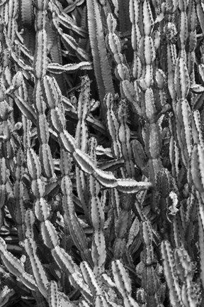 Framed Old Cactus 3 Print