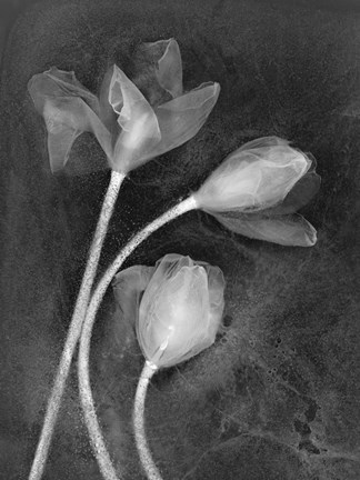 Framed 3 Tulipanes Print
