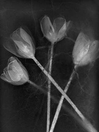 Framed 4 Tulipanes Print