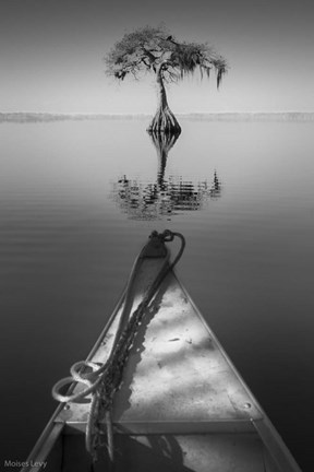 Framed Alone With My Tree 2 Print