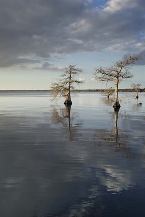Framed Trees at Lake 3 Print