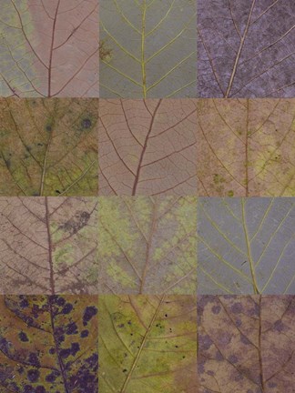 Framed Hojapedia 2 Print