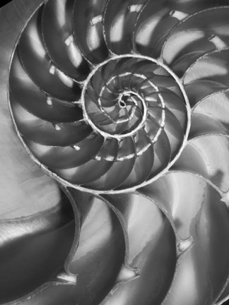 Framed Nautilus 5 Print