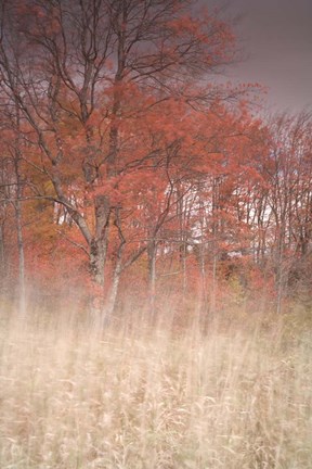 Framed Trees On Wind 1 Print