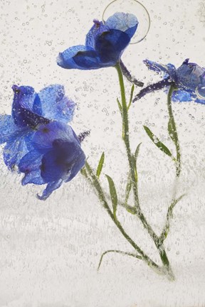 Framed Flores en Hielo VI Print