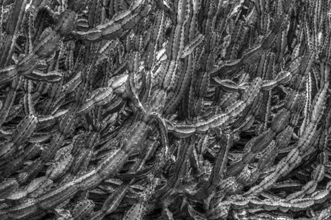 Framed Old Cactus 1 Print