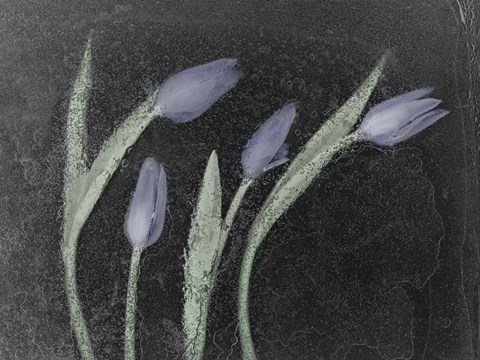 Framed Tulipanes Azules Print
