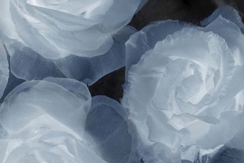 Framed Rosas Azules 2 Print