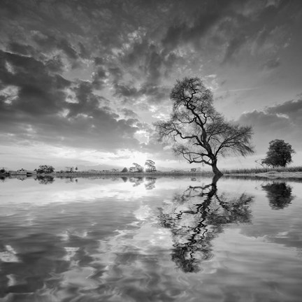 Framed Arbol en Agua 5 BN Print