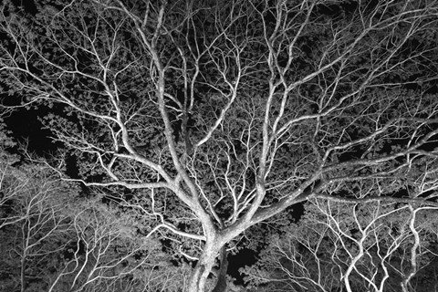 Framed Costa Rica Tree Print