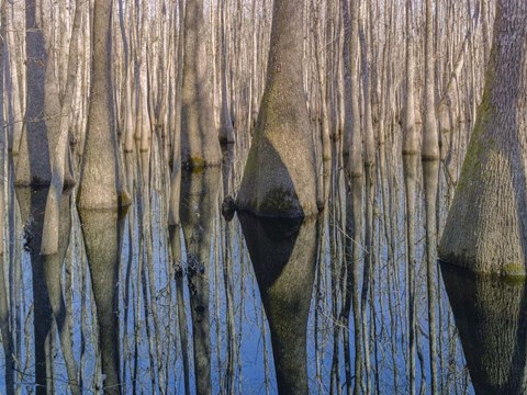 Framed Cypress Reflection Print