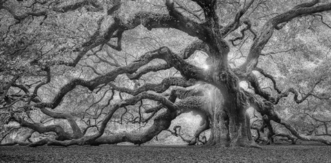 Framed Tree Of Light BW FL Print