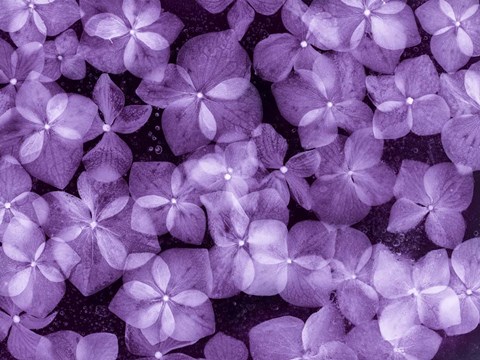 Framed Flores Congeladas 200 Print