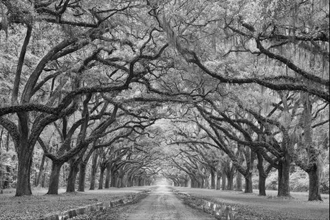 Framed Oaks Avenue 1 BW Print