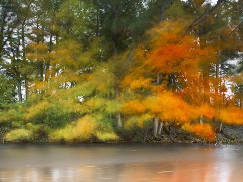 Framed Trees,Water and wind Print