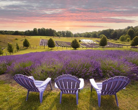 Framed Lavender Chairs, Horton Bay, Michigan '14-color Print