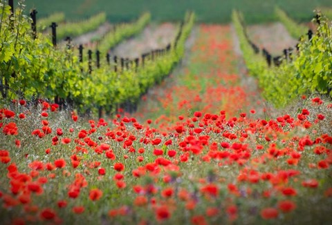 Framed Red District Print