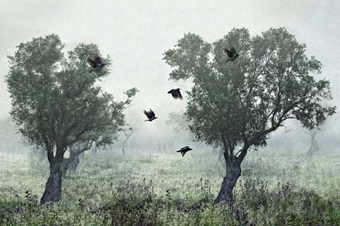 Framed Crows In the Mist Print