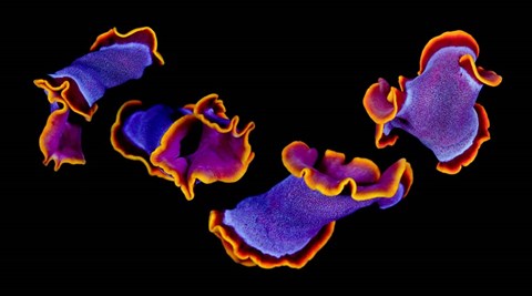 Framed Flamenco Print